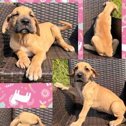 Olson - Fawn female Great Dane puppy in Wellsville, New York from Prophecy Danes