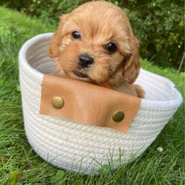 Sunny - Apricot female Cavapoo puppy in Lewisburg, Pennsylvania from Cinda's Cavapoos