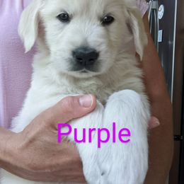 Purple - Light golden female Golden Retriever puppy in Michigan from All by grace goldens