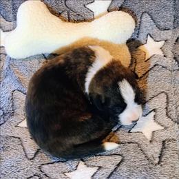 Valentino - Brindle and white male Cardigan Welsh Corgi puppy in Paonia, Colorado from Electric Mountain Cardigan Corgis