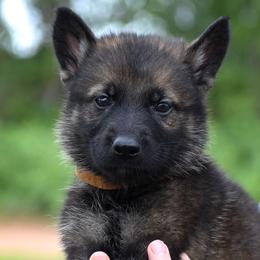 Brown Collar Boy - Sable male German Shepherd puppy in Oxford, Arkansas from Atlas Shepherds