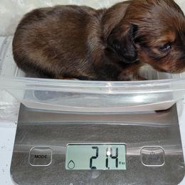 Dachshund Puppies from CLARK'S BREEDING PROGRAM