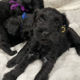 Logan - Black male Miniature Schnauzer puppy in San Diego, California from KMS-Miniature Schnauzers