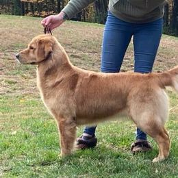 FERRY - Golden Retriever