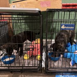 Silken Windhound Puppies from Intriga Hounds