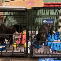 Silken Windhound Puppies from Intriga Hounds