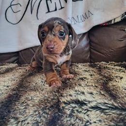 Rudy Vinny - Dapple male Dachshund puppy in Opelika, Alabama from Dachshund Darlins