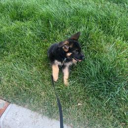 Boy 3 - Black and tan male German Shepherd puppy in Sharon Grove, Kentucky from Julie’s Shepherds