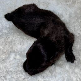 Boy 2 - Liver male Miniature Schnauzer puppy in Silsbee, Texas from My Little Schnauzer Pals