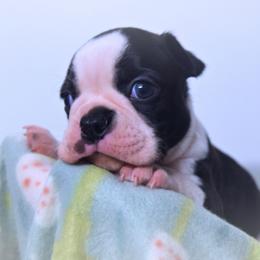 Baby Sonny - Black and white male Boston Terrier puppy in Kingsport, Tennessee from Sleepwalker Bostons