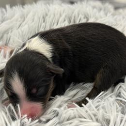 Brody - Black tri male Miniature Australian Shepherd puppy in Ambrose, Georgia from Brandilyn's Aussies