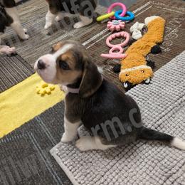 Violet - Black tan and white female Beagle puppy in Vallejo, California from Tailwindfarm