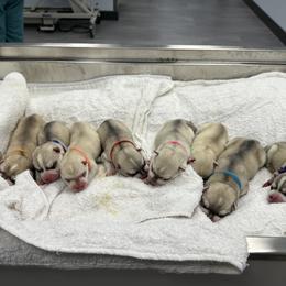 Male - Red and white male Siberian Husky puppy in Prosper, Texas from Sibifox Siberians