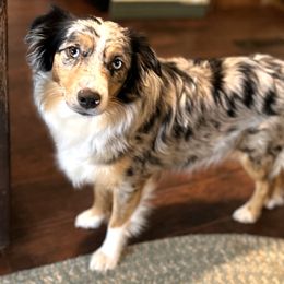 Nevaeh - Miniature American Shepherd