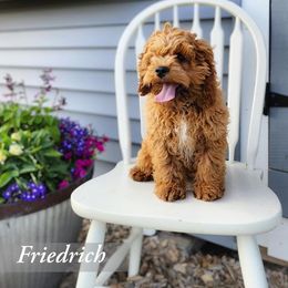 Bernedoodle, Cockapoo, and German Shorthaired Pointer Puppies from Filipiak Breeders