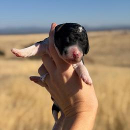 Luce - Cream female Goldendoodle puppy in Millville, California from Hope Lane Kennels