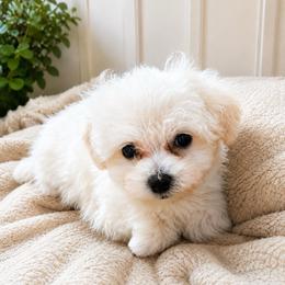 Gaston - White male Maltipoo puppy in Greenville, North Carolina from ENC Goldendoodles
