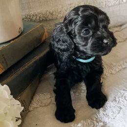 Oliver - Black male Cavapoo puppy in Marquand, Missouri from Perfectly Playful Doodles