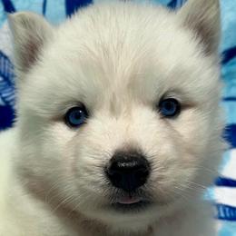 AKC Sapphire - White female Siberian Husky puppy in Centreville, Maryland from Huskies By the Bay