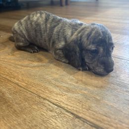 Female 2 - Brindle female Dachshund puppy in Midlothian, Virginia from RVA Dachshunds