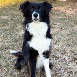 Border Collies and Golden Retrievers from S & E Goldens