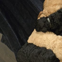 Labradoodles from PH&K