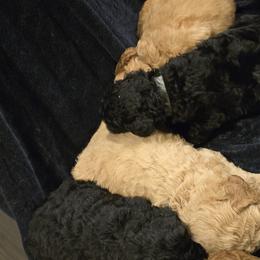 Labradoodles from PH&K