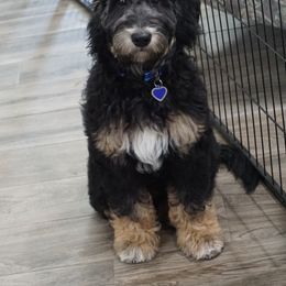 Goldendoodle and Bearded Retriever Puppies from Emma Lee Doodles