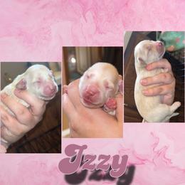 Izzy - Cream female Dachshund puppy in Brazil, Indiana from King Duke Dachshunds
