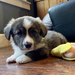 Cardigan Welsh Corgi Puppies from Kanicula Cardigan Welsh Corgis