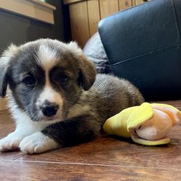 Cardigan Welsh Corgi Puppies from Kanicula Cardigan Welsh Corgis