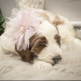 Goldendoodle Puppies from Best Doodles