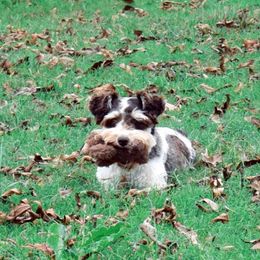 Heidi - Miniature Schnauzer