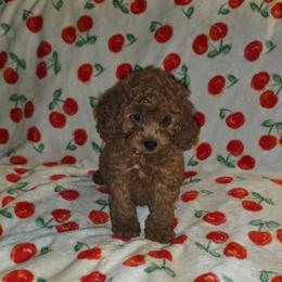 Tuck - Red male Cavapoo puppy in Copan, Oklahoma from Lebel Cavapoos