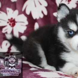 Brittany - Black and white female Pomsky puppy in Centerville, Iowa from LJ Kennels Pomskies, LLC