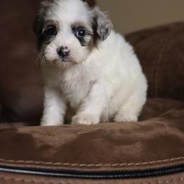 Macaron - Blue merle female Bernedoodle puppy in Youngstown, Florida from Wonderland’s Boujie Kennels
