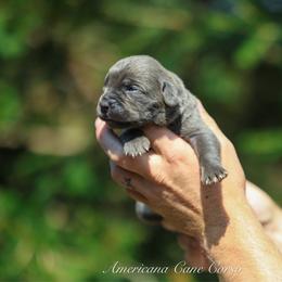 Gambit - Gray male Cane Corso puppy in Cable, Ohio from Americana Cane Corso