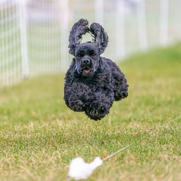 Krunch - Cocker Spaniel