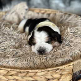 Gravy - Black brown and white male Basset Hound puppy in Lone Jack, Missouri from Wee Little Bassets