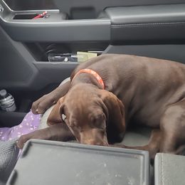 Bud - German Shorthaired Pointer puppy from Joyce Shively