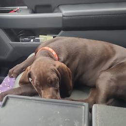 Bud - German Shorthaired Pointer puppy from Joyce Shively