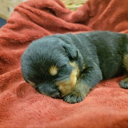 Rottweiler Puppies from Hauser's Kennel