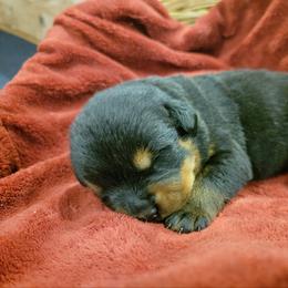 Rottweiler Puppies from Hauser's Kennel
