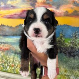 Thomas - Black tri male Miniature Australian Shepherd puppy in Goldsboro, North Carolina from Maple Ridge Farm