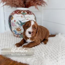 Alabaster - Red  male Goldendoodle puppy in Roanoke Rapids, North Carolina from Sweeter than Honey Doodles