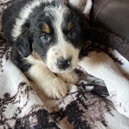 SHADOW - Black tri-color male Australian Shepherd puppy in Drumore, Pennsylvania from Susquehannock Aussies