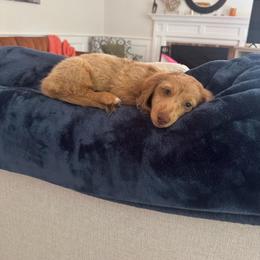 Dachshund Puppies from Sagebrush Doxies