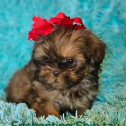 Akc Liver Dobie markings 1300 - Liver male Shih Tzu puppy in Dexter, Kentucky from Enchanting Shih tzu