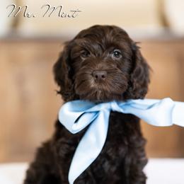 Mr. Mint - Chocolate male Australian Labradoodle puppy in Salem, Oregon from Hunterberry Hill Labradoodles