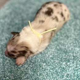 Girl 4 - Blue merle Australian Shepherd puppy in Elizabeth City, North Carolina from Tk’s Kennels